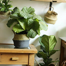 Load image into Gallery viewer, Wicker Foldable Planter Basket